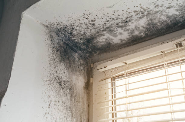 Affordable Hvac And Air Duct Mold Remediation solutions in Plano, KY